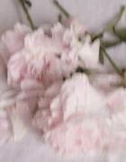 Foretment（Flower）